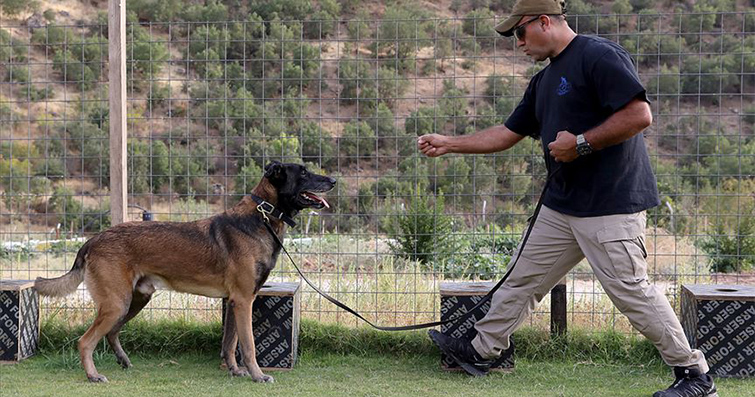 Köpeklerin Belli İşler İçin Eğitimi (Kurtarma Köpekleri, Polis Köpekleri, vs.)