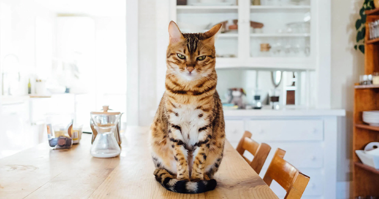 Kedilerin Yemek Masasında Gezmesi: Davranış Sorunları ve Çözümleri