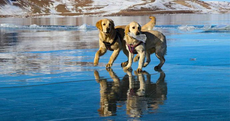 Köpekler ve Buzda Dans: Evcil Hayvanların Buz Üzerinde Eğlenceli Anları