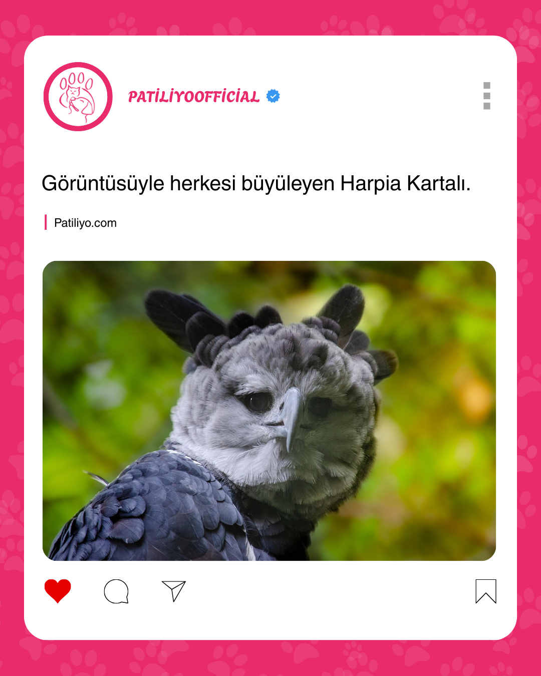 patiliyo.com