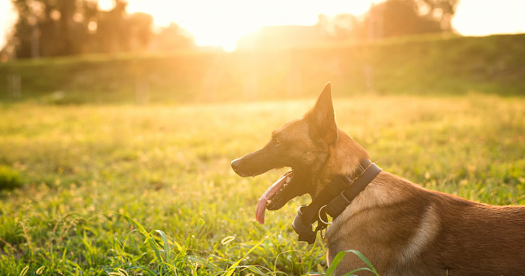 Köpekler ve Hobi Bahçeciliği: Evcil Hayvanlar İçin Bitki Yetiştirme