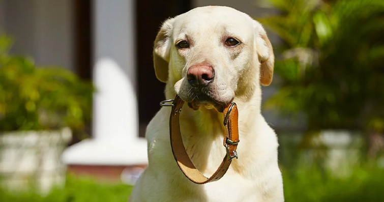 Köpek Tasması Çeşitleri: Hangi Tasmanın Hangi Durumda Kullanılması Gerektiği