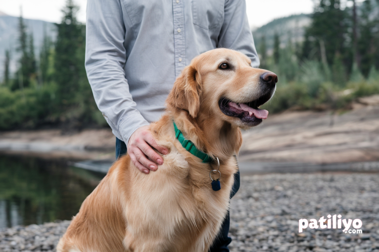 Köpekler İnsanları Neden Bu Kadar İyi Anlar? Ortak Evrimsel Geçmiş