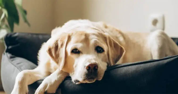 Köpeklerde Masajın Fiziksel ve Duygusal Faydaları