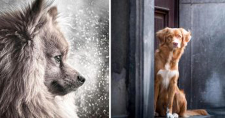 Kardan “Kedi ve Köpek” Yaparak Karın Keyfini Çıkaran 9 Hayvansever