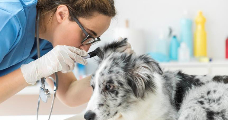 Köpeğinizin Sağlığı İçin: Düzenli Veteriner Kontrolleri ve Bakım