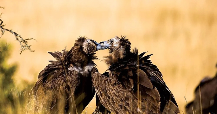 Kuşların Eş Seçimi: Romantik Kuş Davranışları