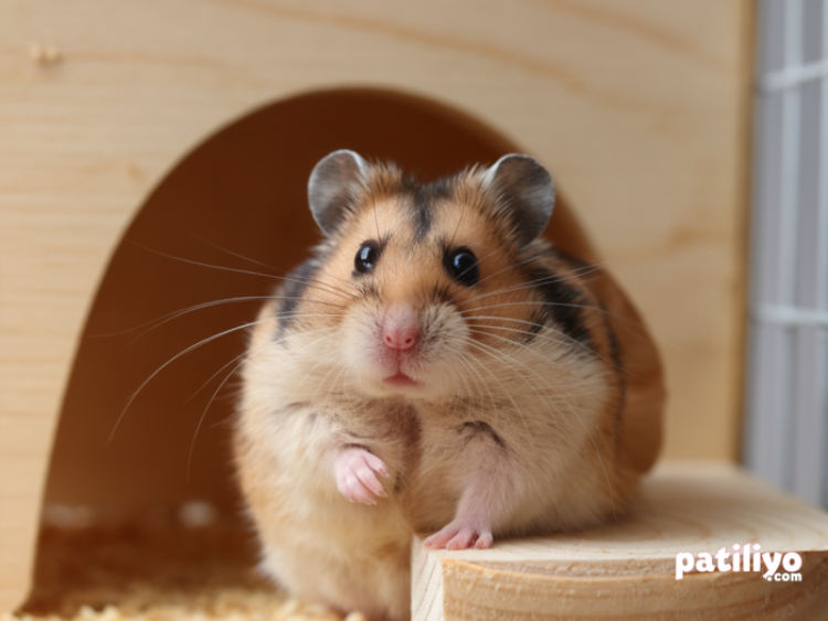 Hamster Türleri ve Özellikleri: Hangi Hamster Türü Size Uygun?