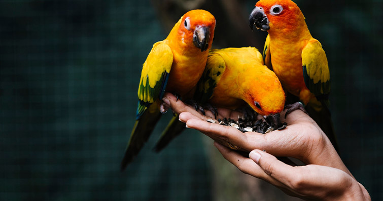 Kuşlar ve Doğal İlaçlar: Tıbbi Amaçlı Kuş Ürünleri