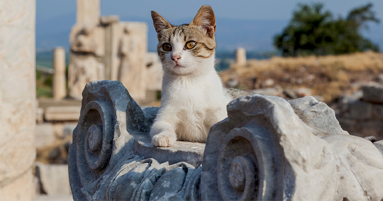 Kedilerde Eski Çağlardan Günümüze Kedi Tapınakları