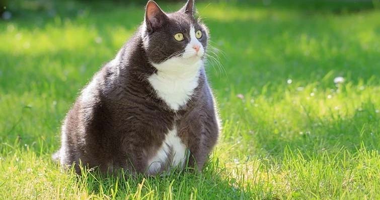 Kedilerde Obeziteyle Mücadele