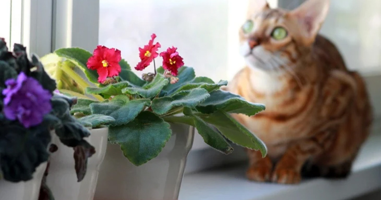 Kediler İçin Güvenli Bitkiler: Evde Doğal Bir Ortam Oluşturma