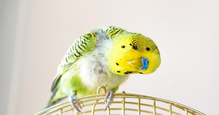 Muhabbet Kuşu Hastalıkları Hakkında Bilmeniz Gereken Önemli 17 Şey