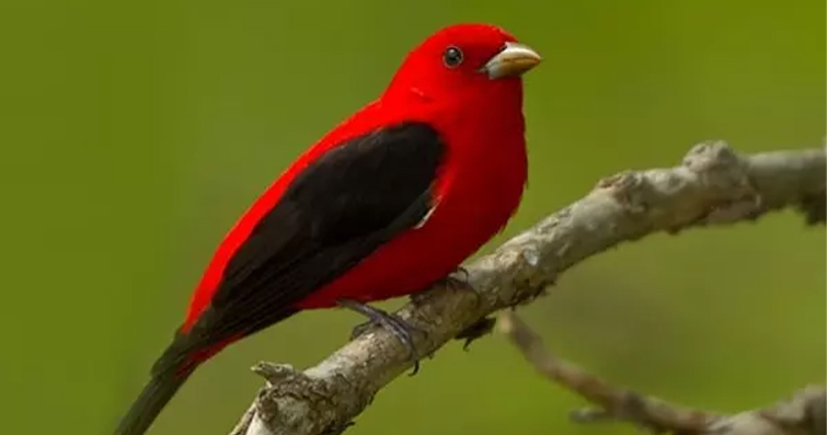 Dünyanın En Renkli Kuşları: Görsel Şölenin Efendileri