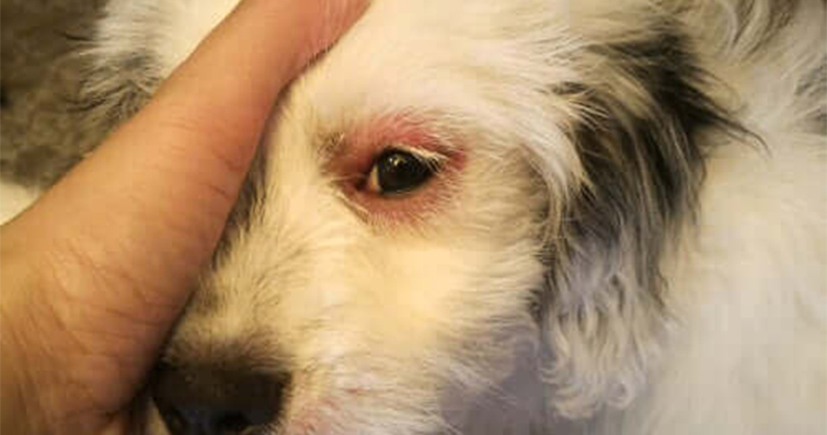 Köpek Göz Enfeksiyonları: Belirtileri ve İlaçlar