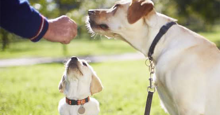 Köpek Tasması ve Eğitim: Tasmanın İtaat Eğitimindeki Rolü ve Kullanımı