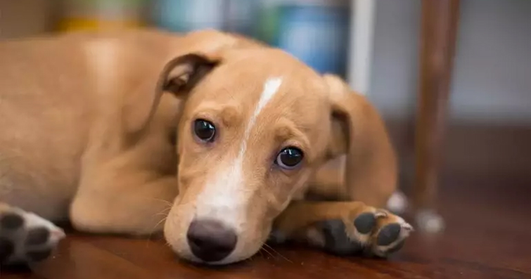 Köpeklerde Mental Sağlık: Stres ve Kaygıyla Başa Çıkma Yolları