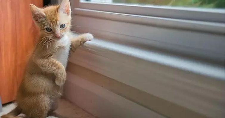 Quantum Pati Fiziği: Kedilerin Gizemli Dünyasında Bilinmeyenler