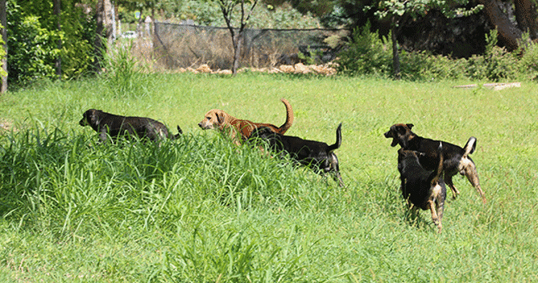 Köpek Sahiplerinin Çevresel Sorumluluğu: Köpeklerle Birlikte Daha Yeşil Bir Yaşam Tarzı