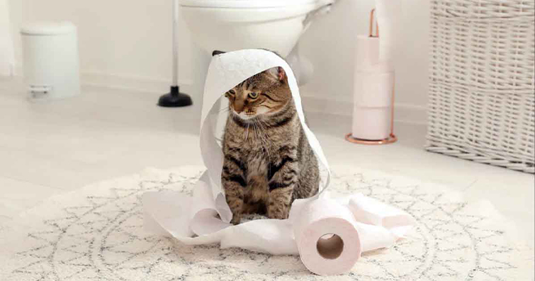 Kedilerde Tuvalet İşareti Tanıma: Kedinizin İhtiyacını Anlama