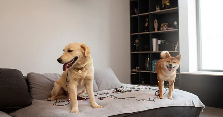 Köpekler ve Yalnızlık: Evde Tek Başına Nasıl Rahat Ederler?
