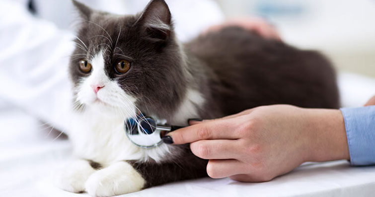 Kedilerde En Sık Görülen Sağlık Sorunları