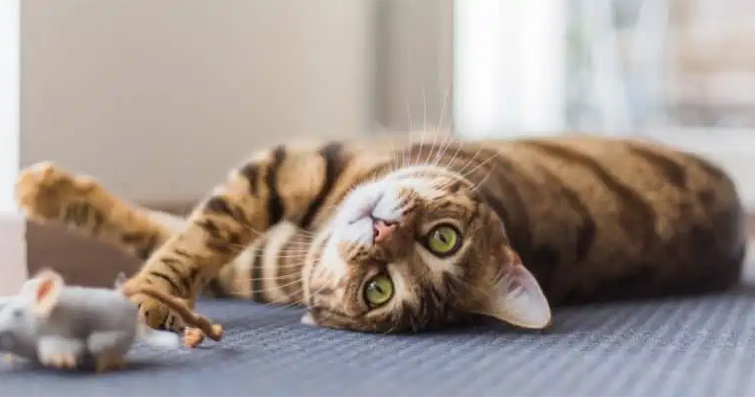 Kedilerin Zihinsel Egzersizleri: Akıl Oyunları ve Bulmacalar