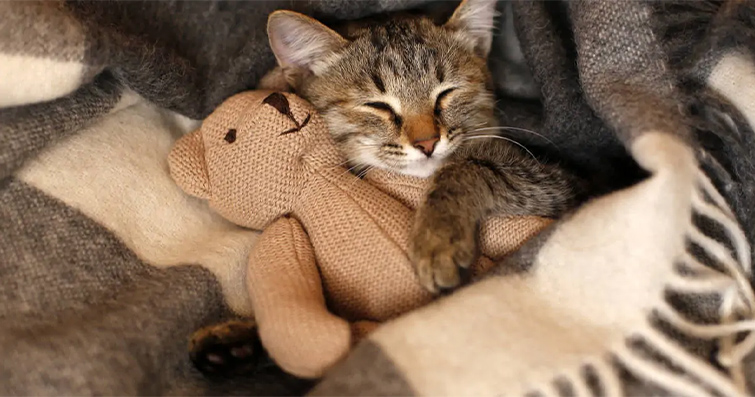 Kedilerin ev içindeki tercih edilen dinlenme ve uyuma alanları