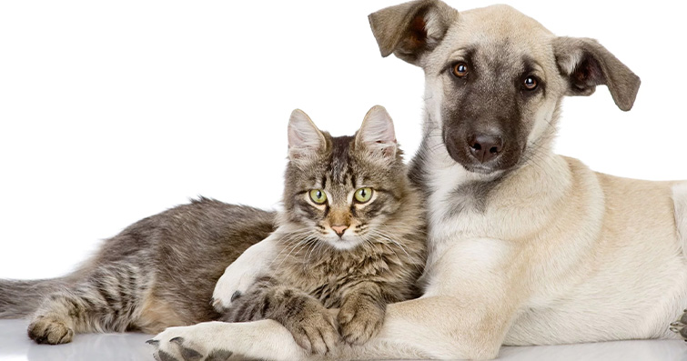 Kedi ve Köpek Sağlığı İçin Doğal Tedavi Yöntemleri