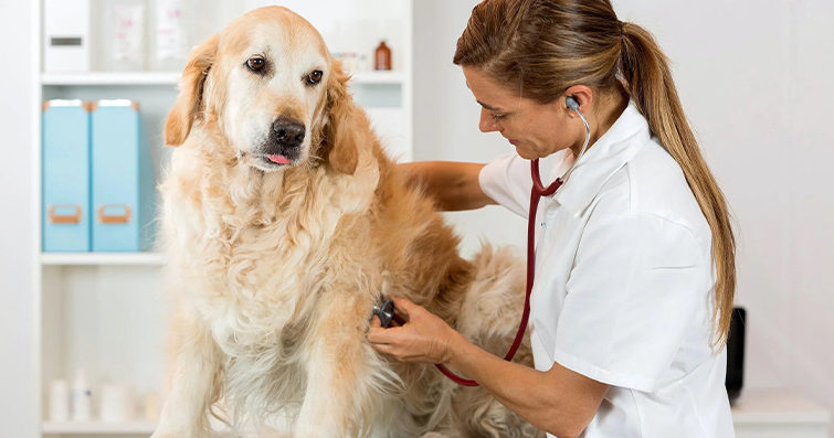Köpek İdrar Yolu Enfeksiyonları: Belirtileri ve Tedavi