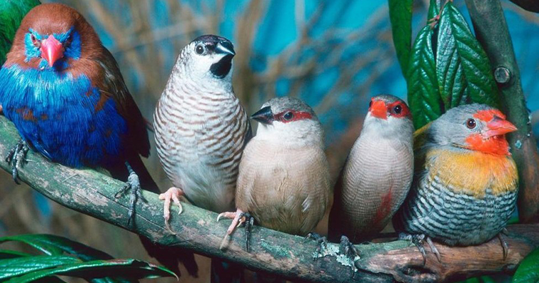 Kuşlar ve Şarkılar: Kuş Türlerinin Şarkı Söyleme ve İletişim Yetenekleri