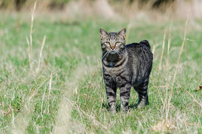 Manx Kedisi: Kuyruksuz veya Kısa Kuyrukların Gizemli Kedileri