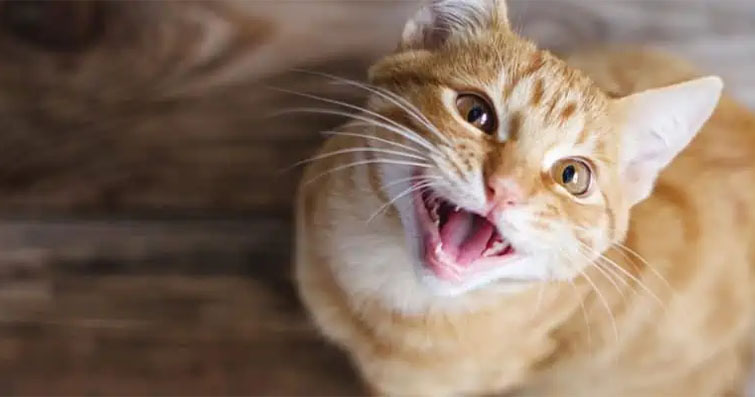 Kedilerin Kendi Kendine Konuşması: Miau ve Ötüşlerin Anlamı