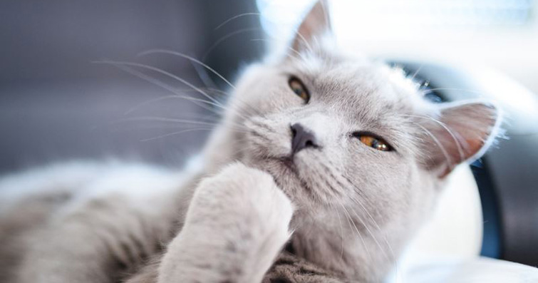 Kedilerin Altıncı Hissi: Paranormal Olayları Nasıl Hissederler?