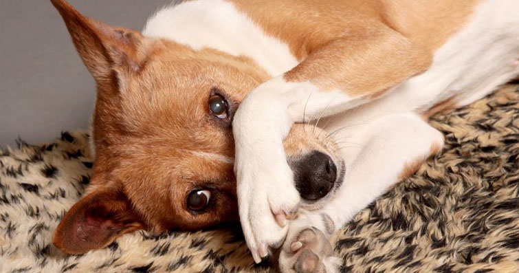 Köpeklerde Dışkı Analizi: Sağlık Durumu Değerlendirmesi