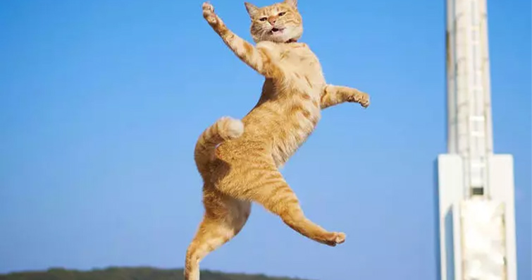 Kediler ve Yerçekimi: Kedilerin Yerçekimiyle Dansı