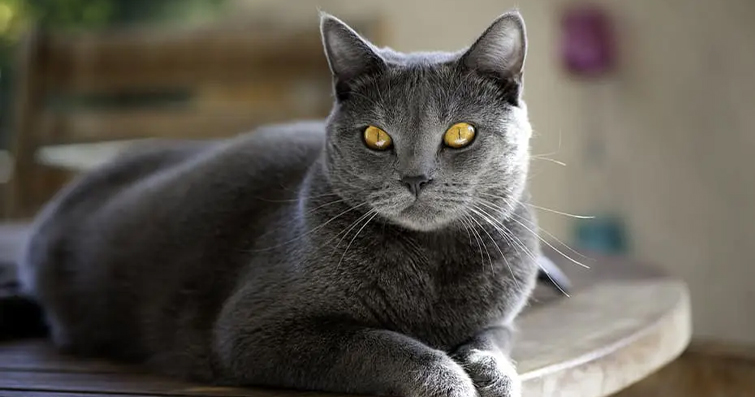 Gri Kedi Cinsleri: 14 Tür ve Özellikleri
