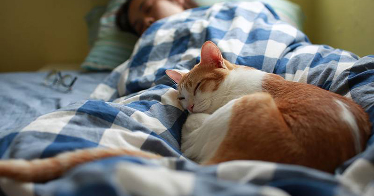 Kedilerde Uyku Bozuklukları ve Huzursuzluk