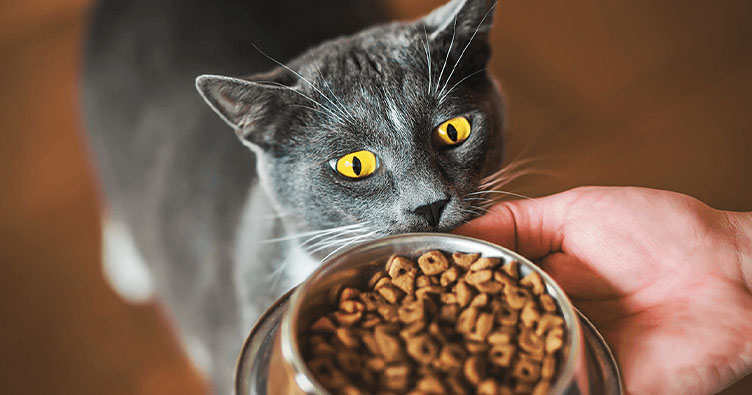  Kedilerin Beslenme İhtiyaçları ve Doğru Beslenme