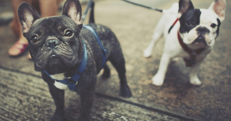 Köpek Tasması Modelleri: Moda ve Fonksiyon Arasındaki Dengeyi Nasıl Bulabilirsiniz?