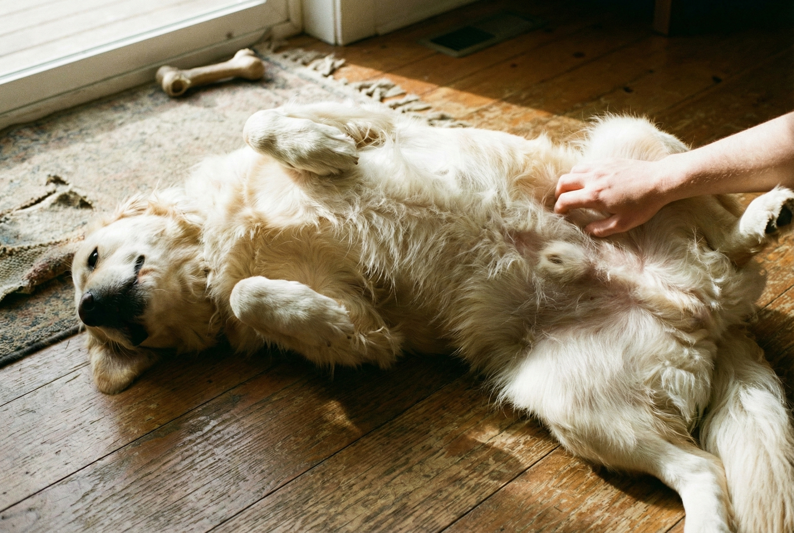Kayıp Parça: Köpeklerin Göbeği Var mı?
