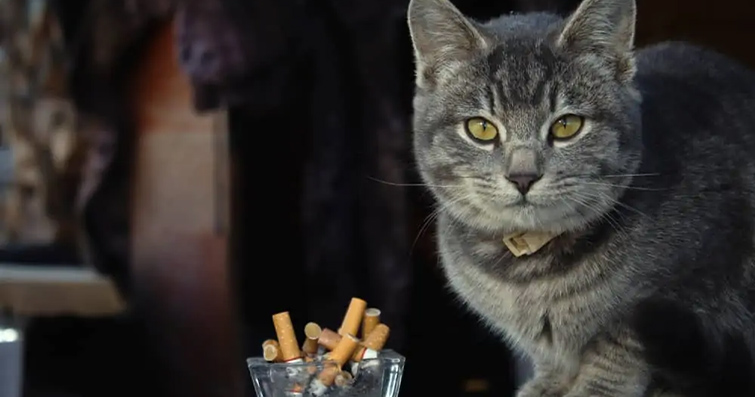 Kediler ve Sigara Dumanı: Kedinizin Sigara Dumanından Korunma Yolları