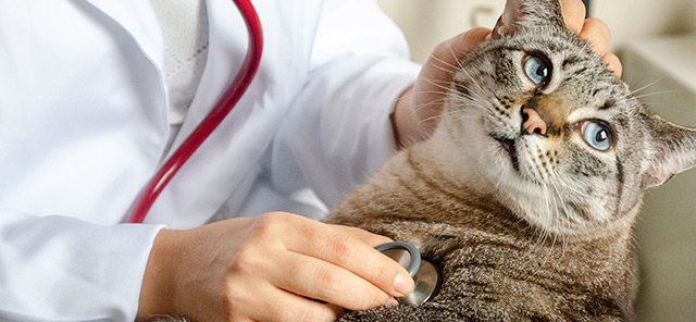 Kedilerin Sık Karşılaştığı Sağlık Sorunları ve Tedavileri