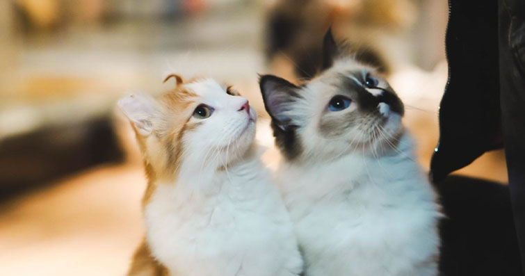 Kediler ve Radyo Frekansları: Kedilerin Görünmeyen Dünya ile Etkileşimi