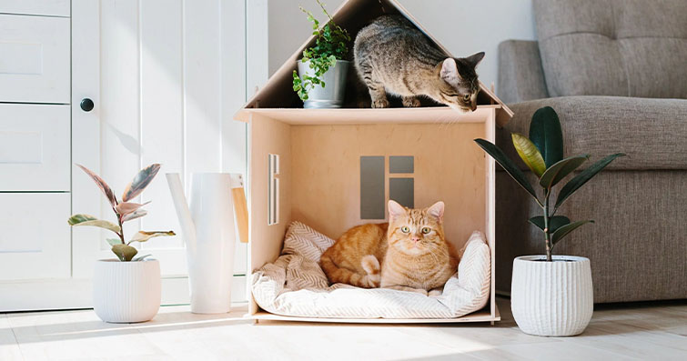 Kediler ve Minimalizm: Kedinizle Birlikte Sade ve Düzenli Bir Yaşam
