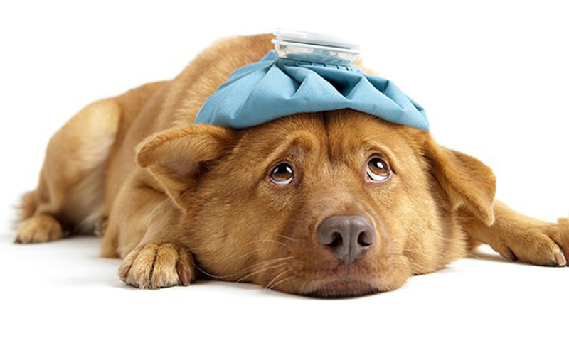  Köpeklerin Sık Karşılaşılan Sağlık Sorunları ve Tedavileri