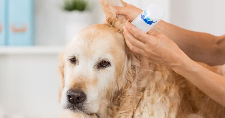 Köpeklerde Kulak Temizliği: İpuçları ve Dikkat Edilmesi Gerekenler
