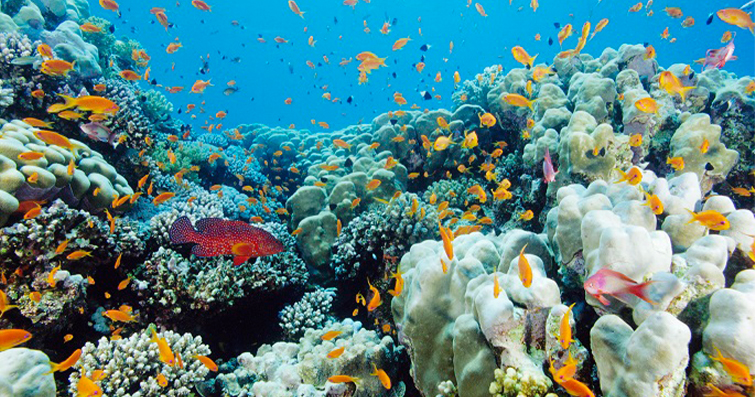 Mercan Resifleri ve Ekosistemleri