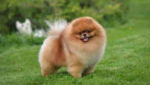 Pomeranian: Tüylerinin Güzelliği ile Bilinen Minyatür Köpek