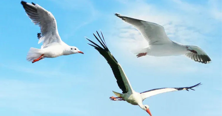 Kuşların Uçuş Egzersizleri ve Güvenli Ortamlar